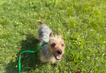 Cherry -  Chihuahua and Yorkshire Terrier Dog for Adoption in Port Jervis, New York - Cherry | PetCurious