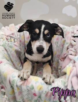 Husky and Rottweiler Dogs Available for Adoption - Pippa | PetCurious