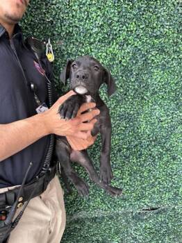 Labrador Retriever and Mixed Breed Dogs Available for Adoption in El Paso, Texas - 60873037 | PetCurious