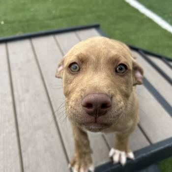Ted -  American Staffordshire Terrier Dog Available for Adoption in Seward, Nebraska - Ted | PetCurious