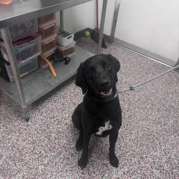 Mixed Breed and Black Labrador Retriever Dogs Available for Adoption in Salt Lake City, Utah - Marvin | PetCurious