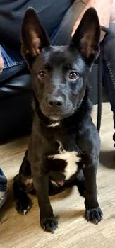 Stewart Little -  Mixed Breed Dog for Adoption in Mckeesport, Pennsylvania - Stewart Little | PetCurious