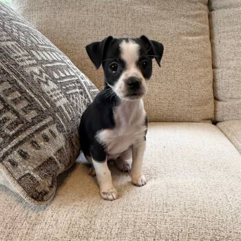 Chihuahua and Shih Tzu Dogs Available for Adoption in Cedar Park, Texas - Oreo | PetCurious
