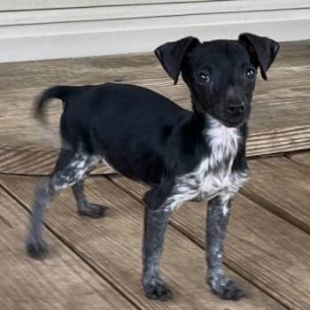 Dachshund Dogs Available for Adoption - Prada | PetCurious