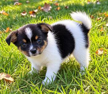 Pearl -  Pomeranian and Chihuahua Dog for Adoption in New Baltimore, Michigan - Pearl | PetCurious