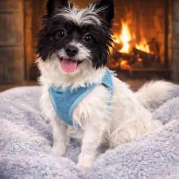 Yorkshire Terrier and Mixed Breed Dogs Available for Adoption - 44 (2026) Jack (aka Colonel) | PetCurious