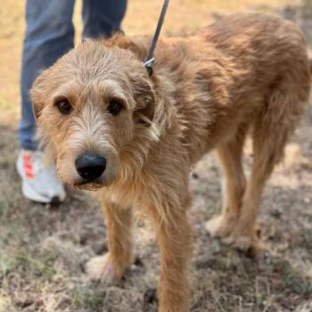 Flint -  Poodle and Golden Retriever Dog for Adoption in Thompson Falls, Montana - Flint | PetCurious