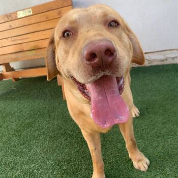 Rescue Labrador Retriever Dogs for Adoption in Long Beach, California - Bruno | PetCurious
