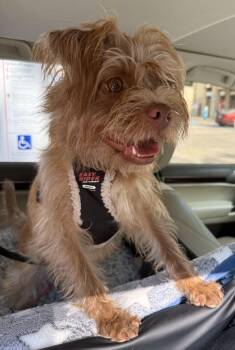 Rescue Norfolk Terrier and Mixed Breed Dogs for Adoption in Boca Raton, Florida - Gilley | PetCurious