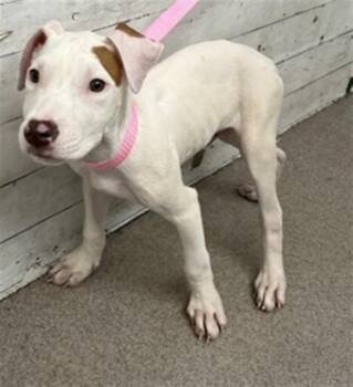 SIRIUS -  Pit Bull Terrier Dog for Adoption in San Bernardino, California - SIRIUS | PetCurious