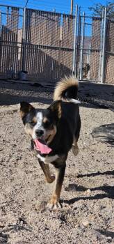 Rescue Husky Dogs for Adoption in Silver Springs, Nevada - Kai | PetCurious