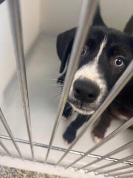 Ella -  Mixed Breed Dog for Adoption in Columbia, Tennessee - Ella | PetCurious