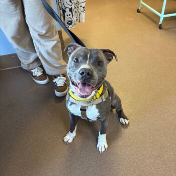 Rescue Mixed Breed Dogs for Adoption in Hendersonville, North Carolina - Quincy | PetCurious