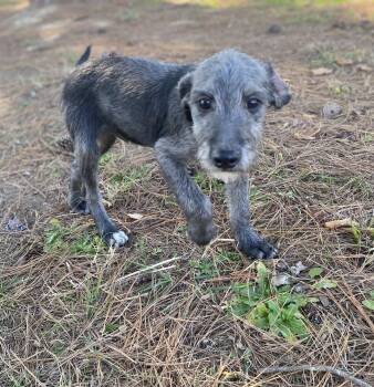 Rescue Poodle Dogs for Adoption in Pembroke, Massachusetts - Snickers | PetCurious
