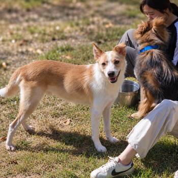 DONGI -  Border Collie Dog for Adoption in Johns Creek, Georgia - DONGI | PetCurious