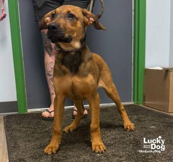 Winston -  Shepherd Dog for Adoption in Washington, District Of Columbia - Winston | PetCurious