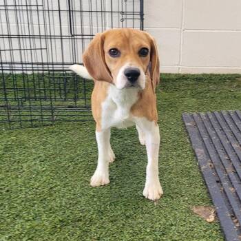 LUCY 1411/7374 -  Beagle Dog for Adoption in Loxahatchee Groves, Florida - LUCY 1411/7374 | PetCurious