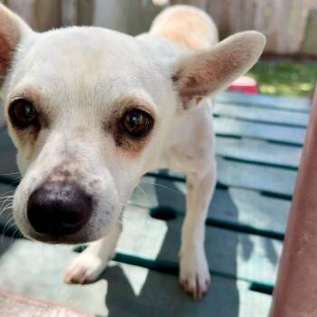 Rescue Chihuahua Dogs for Adoption in Sonoma, California - Peanut | PetCurious