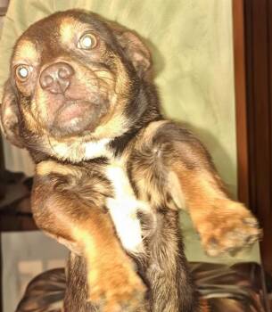 Chihuahua Dogs Available for Adoption in San Antonio, Texas - FLYNN | PetCurious