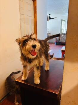 Sally -  Schnauzer and Terrier Dog for Adoption in Joshua, Texas - Sally | PetCurious