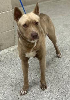 Rescue Pit Bull Terrier and Mixed Breed Dogs for Adoption in Conroe, Texas - A418248 | PetCurious