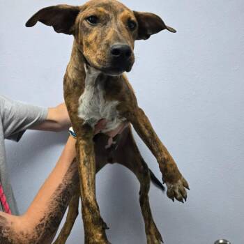 Doc -  Mixed Breed Dog for Adoption in Idaho Falls, Idaho - Doc | PetCurious