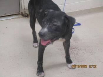 Ace(18) -  Pit Bull Terrier Dog for Adoption in Marietta, Georgia - Ace(18) | PetCurious