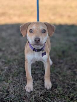 Beagle and Mixed Breed Dogs Available for Adoption - Lola | PetCurious