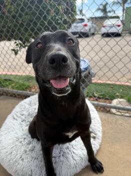 SWEETIE -  Labrador Retriever and Mixed Breed Dog Available for Adoption in Chula Vista, California - SWEETIE | PetCurious