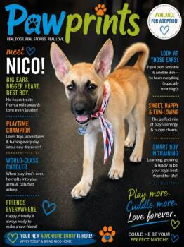 NICO -  Shepherd and Husky Dog for Adoption in Lincoln, Nebraska - NICO | PetCurious