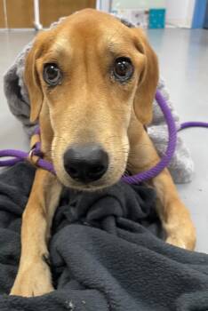 Rescue Hound and Terrier Dogs for Adoption in Hartsville, South Carolina - Nebula | PetCurious
