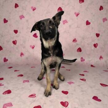 German Shepherd Dog Dogs Available for Adoption - KOA | PetCurious