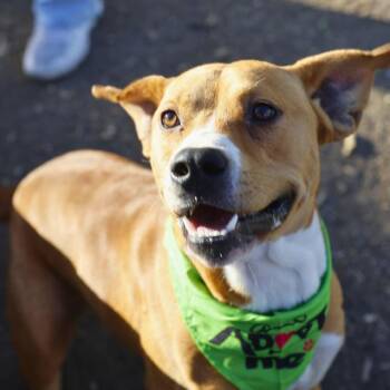MICHAEL -  American Bulldog Dog for Adoption in San Antonio, Texas - MICHAEL | PetCurious