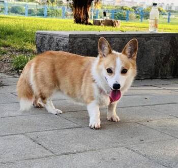 dumpling -  Pembroke Welsh Corgi Dog for Adoption in Davis, California - Dumpling | PetCurious