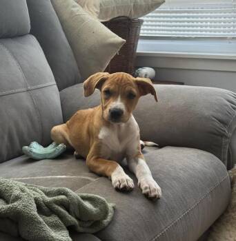 Rescue Labrador Retriever Dogs for Adoption in Pflugerville, Texas - Lily | PetCurious