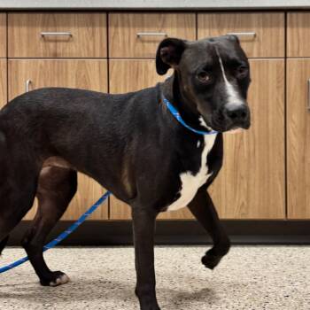 Beth -  Pit Bull Terrier and Mixed Breed Dog for Adoption in Nashville, Indiana - Beth | PetCurious