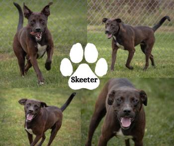 Skeeter -  Labrador Retriever Dog for Adoption in Winchester, Kentucky - Skeeter | PetCurious