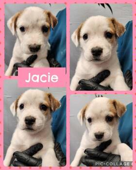 Labrador Retriever and Boxer Dogs Available for Adoption in Ringwood, New Jersey - Jacie | PetCurious