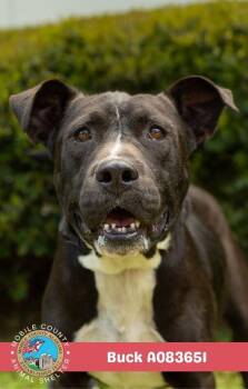 Buck -  Cane Corso Dog for Adoption in Mobile, Alabama - Buck | PetCurious