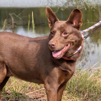 Nutmeg 10-2634 -  Shepherd and Chocolate Labrador Retriever Dog for Adoption in Covington, Georgia - Nutmeg 10-2634 | PetCurious