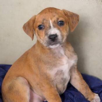 Retriever and Terrier Dogs Available for Adoption in Quakertown, Pennsylvania - Blossom | PetCurious