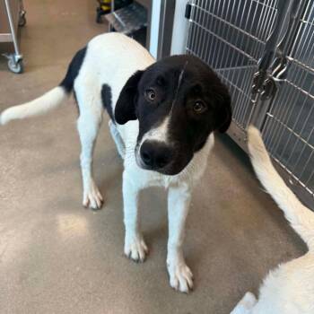 Donald -  Shepherd Dog for Adoption in Sand Springs, Oklahoma - Donald | PetCurious