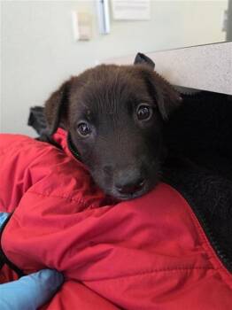 SUNNY -  Labrador Retriever Dog for Adoption in San Antonio, Texas - SUNNY | PetCurious