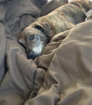 Henry -  Dachshund and Beagle Dog for Adoption in Roxbury Township, New Jersey - Henry | PetCurious