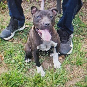Peppa -  Pit Bull Terrier Dog for Adoption in Greensboro, North Carolina - Peppa | PetCurious
