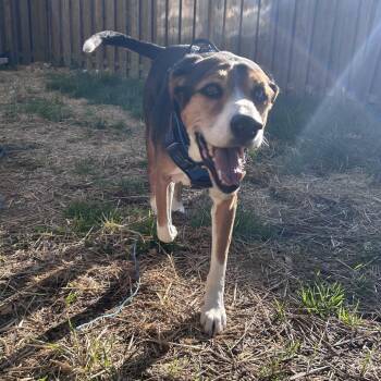 Hound and Australian Shepherd Dogs Available for Adoption in Peculiar, Missouri - Lincoln | PetCurious