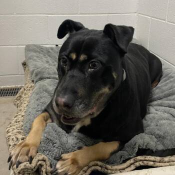 Lucy-Foster -  Mixed Breed Dog Available for Adoption in Walker, Michigan - Lucy-Foster | PetCurious