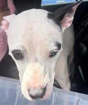 BASHFUL -  Terrier Dog for Adoption in San Antonio, Texas - BASHFUL | PetCurious