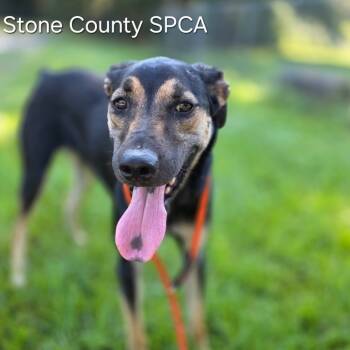 Rescue Shepherd Dogs for Adoption in Wiggins, Mississippi - Derrick | PetCurious