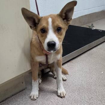 Figaro -  Mixed Breed Dog for Adoption in Ardmore, Oklahoma - Figaro | PetCurious